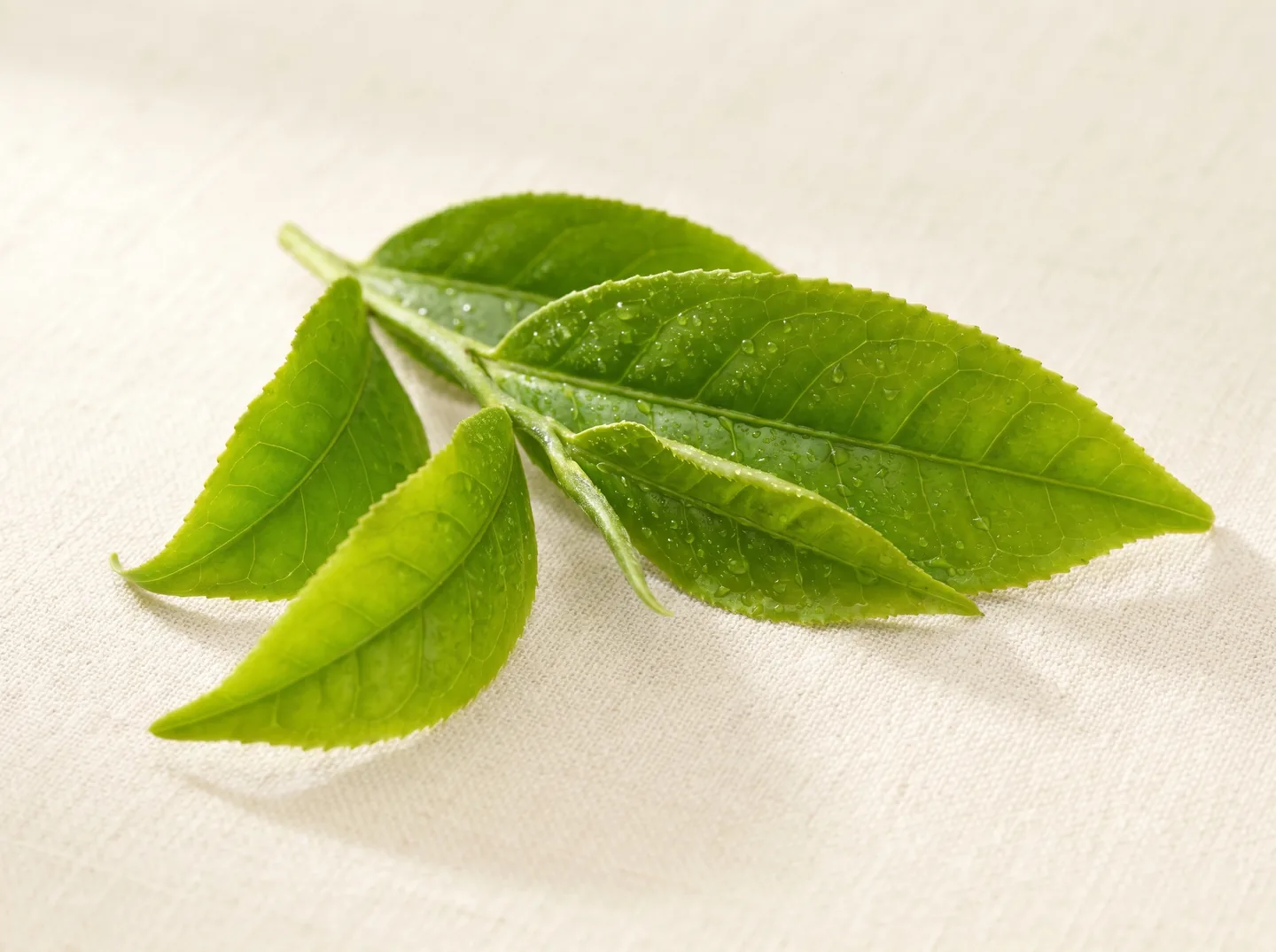EGCG