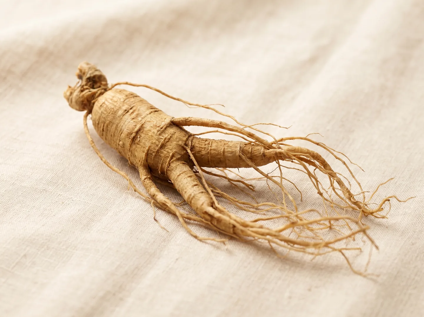 Panax Ginseng