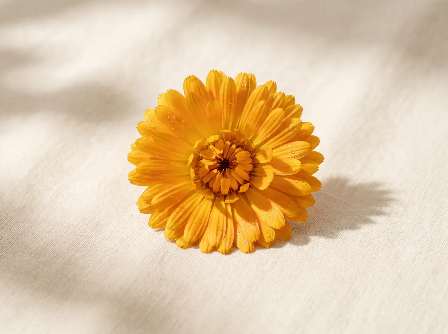 Calendula
